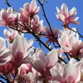 What magnolias like