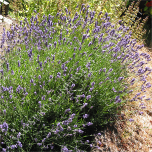 Lavender officinalis