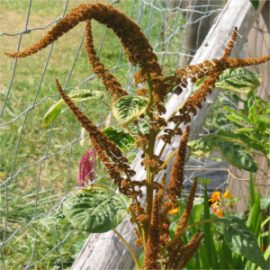 Amaranthus hot biscuits seeds