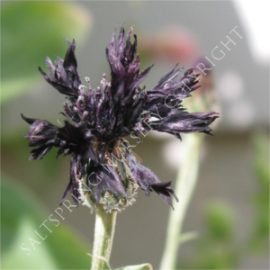 cornflower Black Boy Seeds
