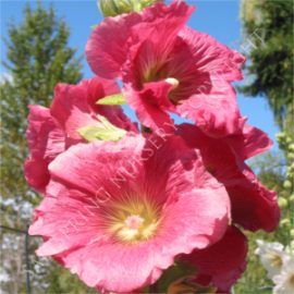 Alecea filicifolia Pink
