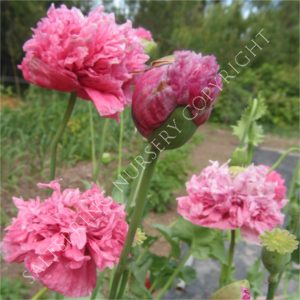 Poppy Paeony Pink Seeds