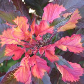 Amaranthus tricolor perfecta