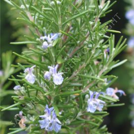 Rosemary officinalis Herb Seeds