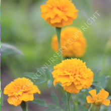 Marigold Dwarf Yellow Seeds