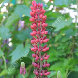 Lupine My Castle Seeds