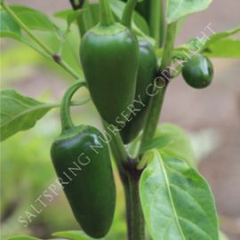 Jalipino Heirloom Pepper Seeds