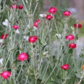 Rose Campion 'Scarlet' Seeds