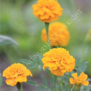 Marigold Dwarf Yellow Seeds
