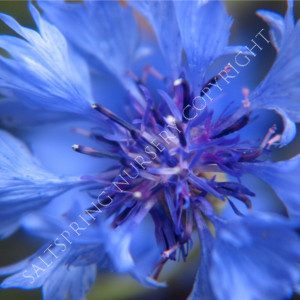 Cornflower 'Blue Boy' Seeds