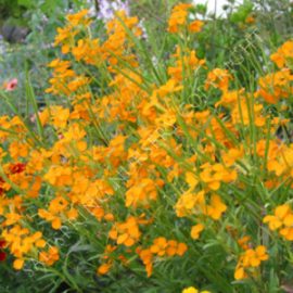 Orange Bedder Wallflower
