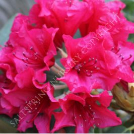 Very Best Rhododendron Care
