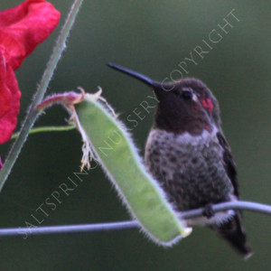 Warning: Hummingbird Feeder Hazard and How to avoid it
