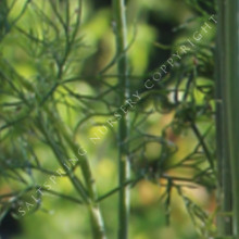 'Fernleaf' Dill Herb Seeds