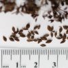 Anethum graveolens 'Fernleaf' seeds