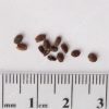 Salvia 'Vista Red' seeds