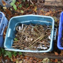 worm compost bin bedding
