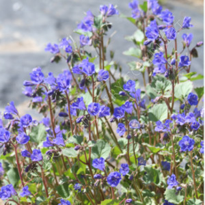 California Blue Bell Seeds