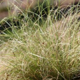 Carex 'Frosted Curls' Seeds