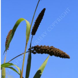 Millet Highlander Setaria Seeds