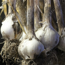 Storing Garlic For Longevity