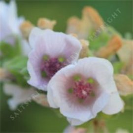 Marshmallow Althaea officinalis Seeds
