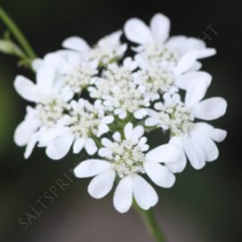 White Lace Flower Seeds