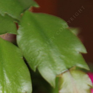 Is It Really A True Christmas Cactus?