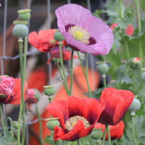 When To Sow Annual Poppy Seeds