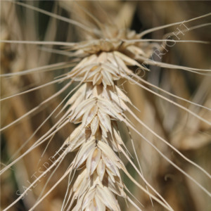 Winter Wheat Triticum Seeds