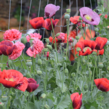 Sow Annual Poppy Seeds