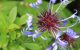 How To Grow Centaurea montana from seed