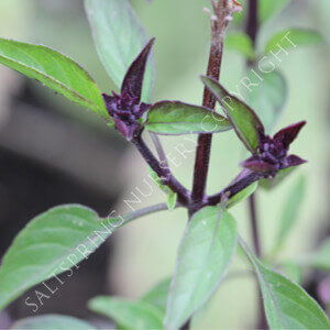 Basil Siam Queen Seeds
