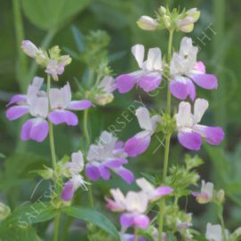 Collinsia Chinese Houses Seeds
