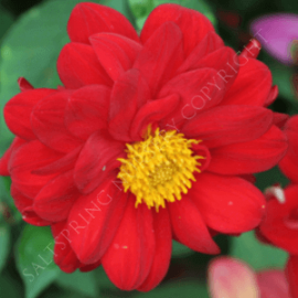 Double Red Bedding Dahlia Seeds