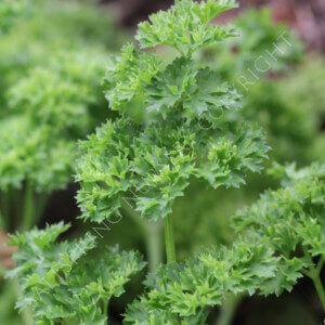 Moss Curled Parsley Seeds