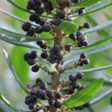 Pacific Wax Myrtle Seeds