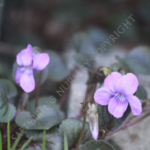 Viola Labrador Purple Seeds