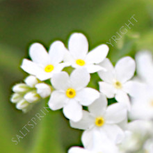 Forget-Me-Not Alpine White Seeds