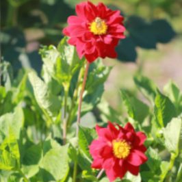 growing dahlias from seed