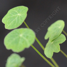 nasturtium majus phoenix seeds