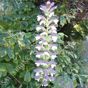 Acanthus spinosus Bear's Breeches Seeds