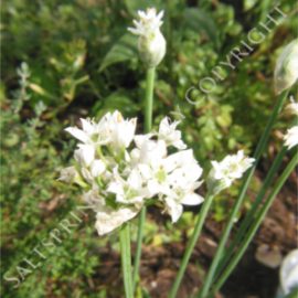 Garlic Chive turbosum Seeds
