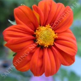Mexican Sunflower Tithonia Seeds