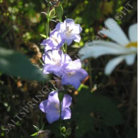 Bellflower Purple sessiliflora Seeds