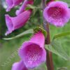 Foxglove purpurea Purple Seeds
