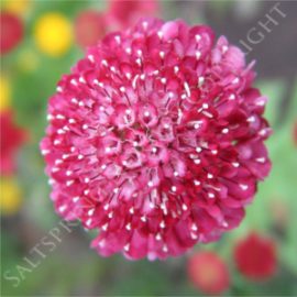 Scabiosa Double Red Seeds