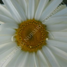 Shasta Daisy Chrysanthemum Seeds
