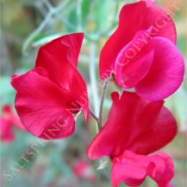 Sweet Pea Red